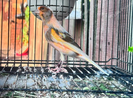 Canary