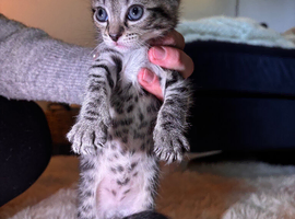 Adorable 9 week old kittens