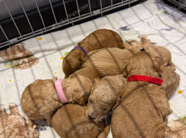 Gorgeous Toy cockapoo puppies