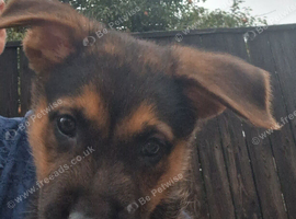 Puppie for sale german shepherd cross dutch