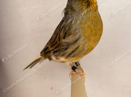 Gloster canary