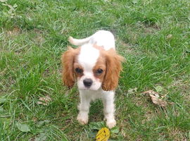 Beautiful blenheim puppy boy