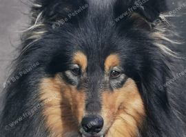 Adult collies ex show