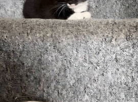 Mix breed cats
