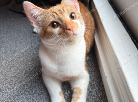 3 gorgeous kittens to be homed