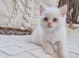 Persian x bsh kittens