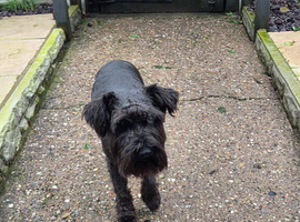 Miniature schnauzer