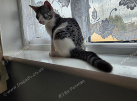 Kitten