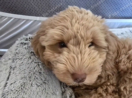 Cockapoo puppy