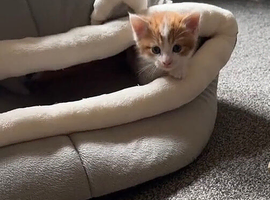 Leo is looking for a forever home