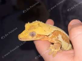 crested gecko