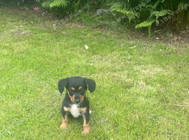COCKER X COLLIE PUPPIES