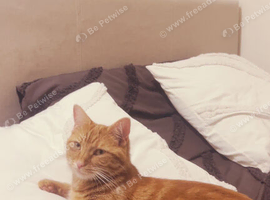 cat