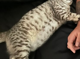 Top quality stunning British shorthair silvers
