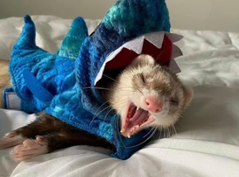 Wanted ferret