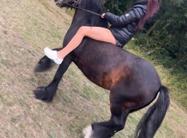 Full yoke - cart harness and 11.2hh cob mare for sale