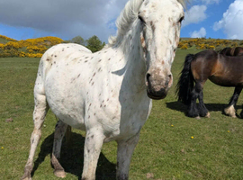 Spotted pony for sale