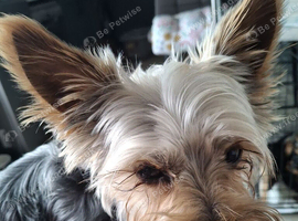 Male yorkie