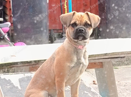 6 month old puggle pup
