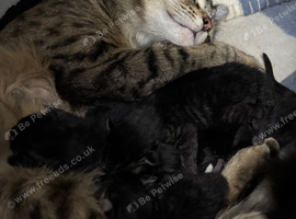Kittens