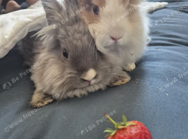 Beautiful tiny Teddy dwerg bunnies