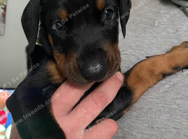 Little boy needs a new home