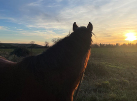Looking for long term grazing land for ponies.