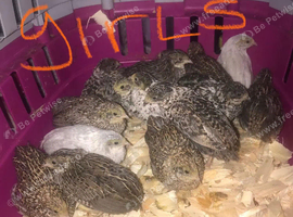 SEXED QUAILS/CHINESE PAINTED BUTTONS!