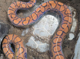 CB22 male Brazilian rainbow boa