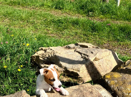 Jack Russell puppies