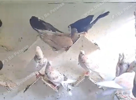 Young Pigeons for Sale