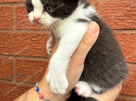 British shorthair cross