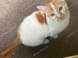 Male 9 month old