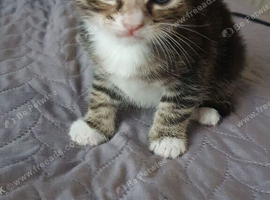Beautiful 8‑month‑old kitten &mdash; ready to leave