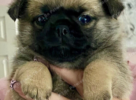 Pug pomchis