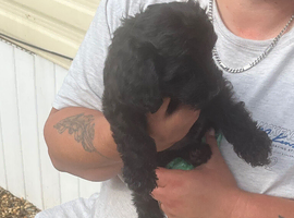Asian Toy poodles for sale