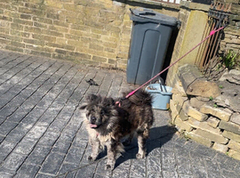 2 years old blue Merle chow chow female