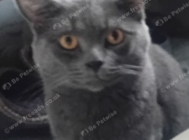 Blue tabby/ British short hair.