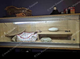 Enclosure for reptile
