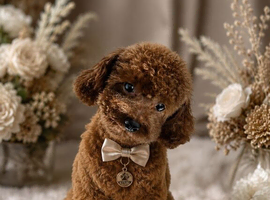 Asian poodle