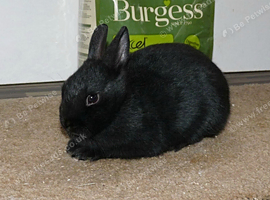 Netherland Dwarf Doe
