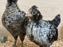 Two chicks