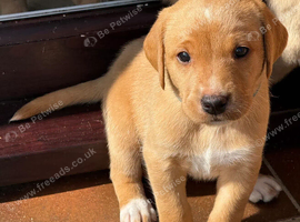 Fox Red Labrador Puppies - Little Copper Companions