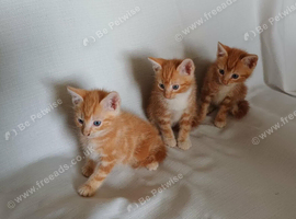 3 Male Kittens