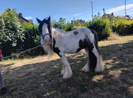 2 year old cob gelding