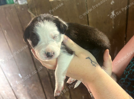 Border collie puppy&rsquo;s
