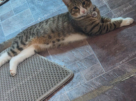 Male tabby