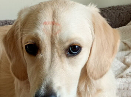 11 month old Golden Retriever Ruby KC registered