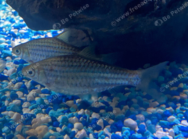 I have some tropical community fish