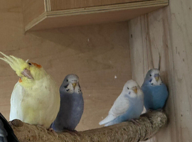 Four Budgies